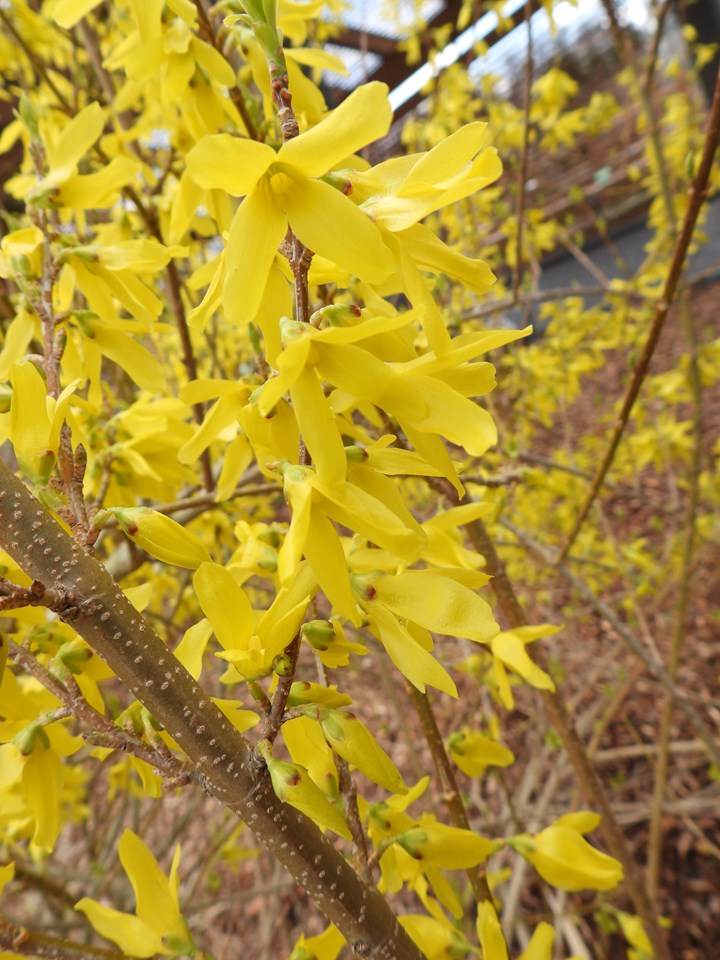 Forsythia (Forsythia × Intermedia 'Gold Leaf') 1 forsythia (Forsythia × intermedia 'Gold Leaf')