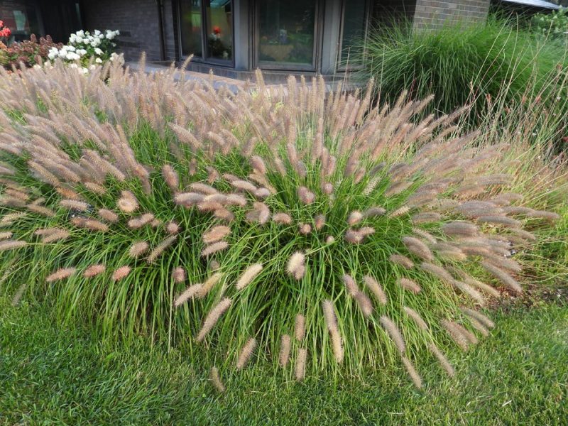 fountain grass (Pennisetum alopecuroides 'Ginger Love')