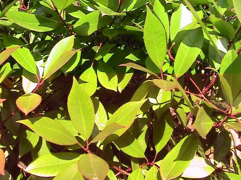 Fraser photinia (Photinia × fraseri 'Red Robin') 1 Fraser photinia (Photinia × fraseri 'Red Robin')