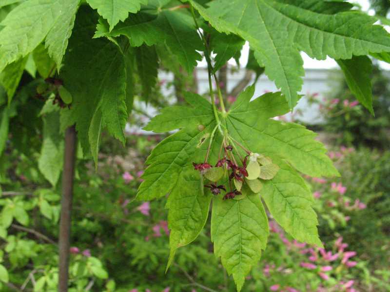 Full Moon Maple (Acer Japonicum 'Vitifolium') 1 full moon maple (Acer japonicum 'Vitifolium')