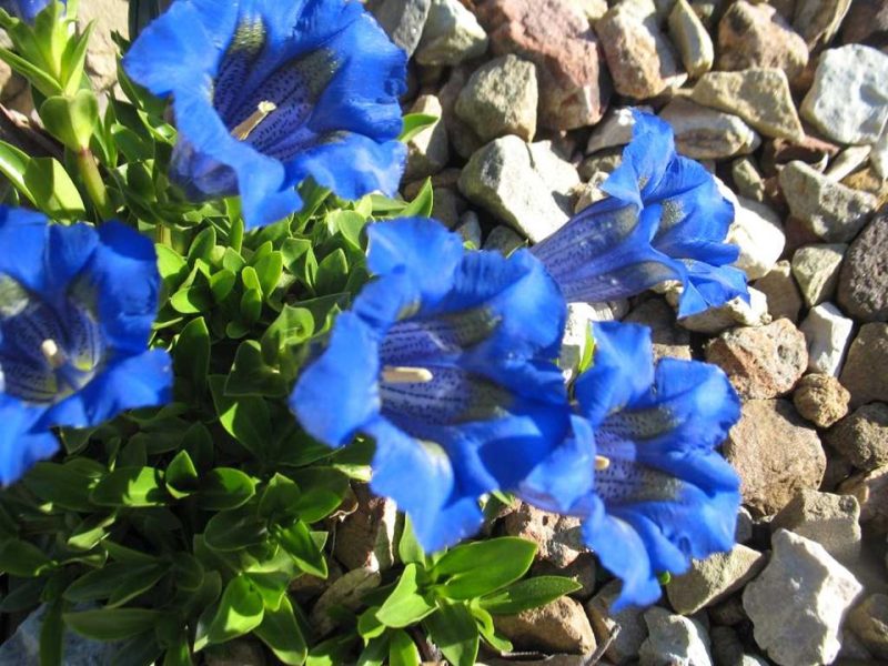 gentian (Gentiana acaulis)