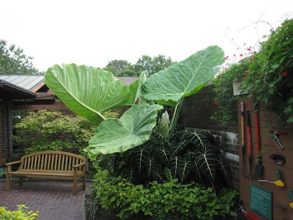 Giant elephant's ear (Colocasia gigantea 'Thailand Giant Strain') 1 giant elephant's ear (Colocasia gigantea 'Thailand Giant Strain')