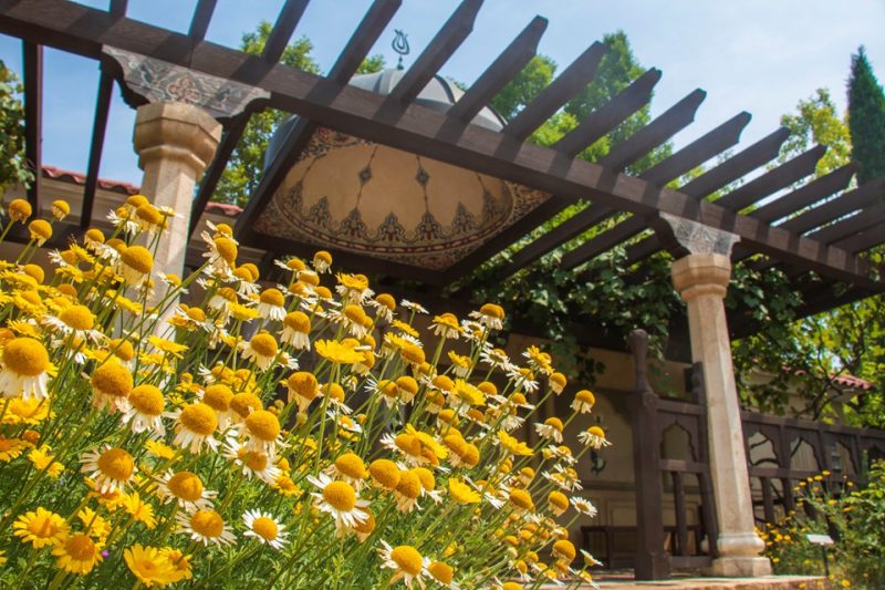 golden chamomile (Anthemis tinctoria)