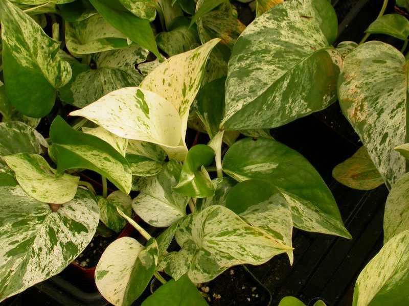 Golden pothos (Epipremnum aureum) 1 golden pothos (Epipremnum aureum)