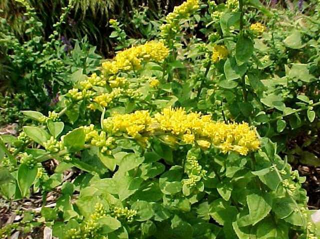 Goldenrod (Solidago sphacelata 'Golden Fleece') 1 goldenrod (Solidago sphacelata 'Golden Fleece')