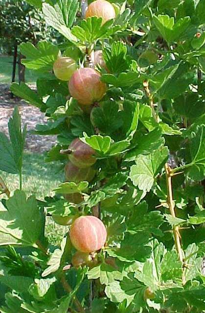 Gooseberry (Ribes Uva-Crispa 'Hinnonmäki Röd') 1 gooseberry (Ribes uva-crispa 'Hinnonmäki Röd')