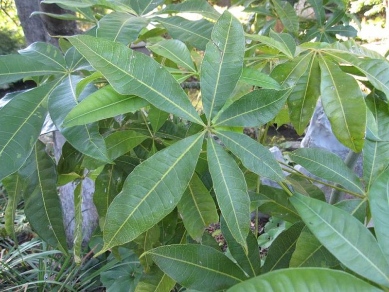 Guiana chestnut (Pachira aquatica)