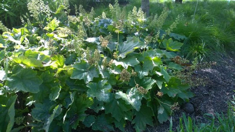 hairy alum root (Heuchera villosa)