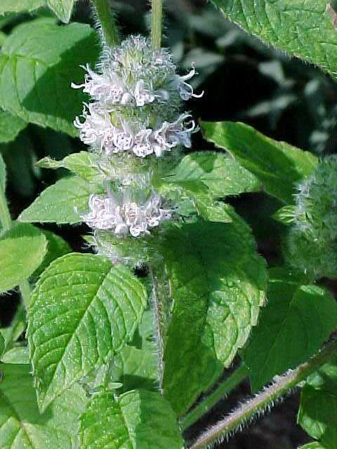 Hairy woodmint (Blephilia hirsuta) 1 hairy woodmint (Blephilia hirsuta)