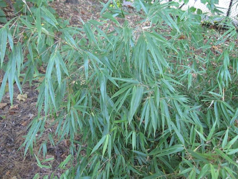 hardy bamboo (Fargesia rufa)