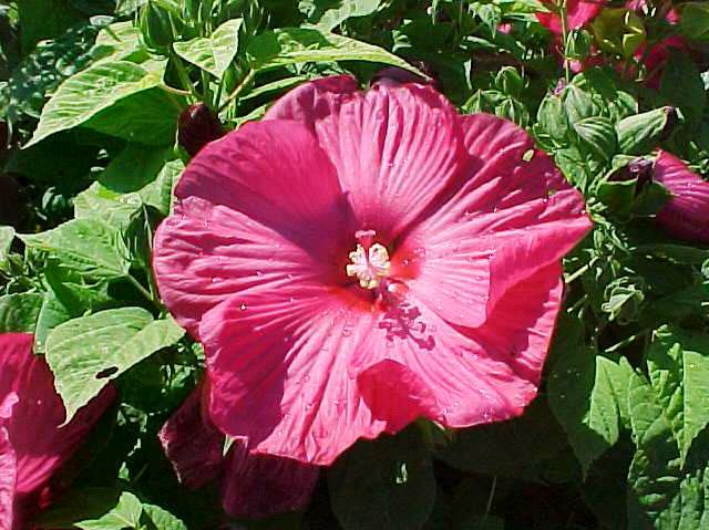 Hardy Hibiscus (Hibiscus Moscheutos 'Disco Belle Rosy Red') 1 hardy hibiscus (Hibiscus moscheutos 'Disco Belle Rosy Red')