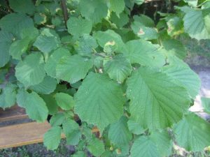 hazelnut (Corylus avellana)
