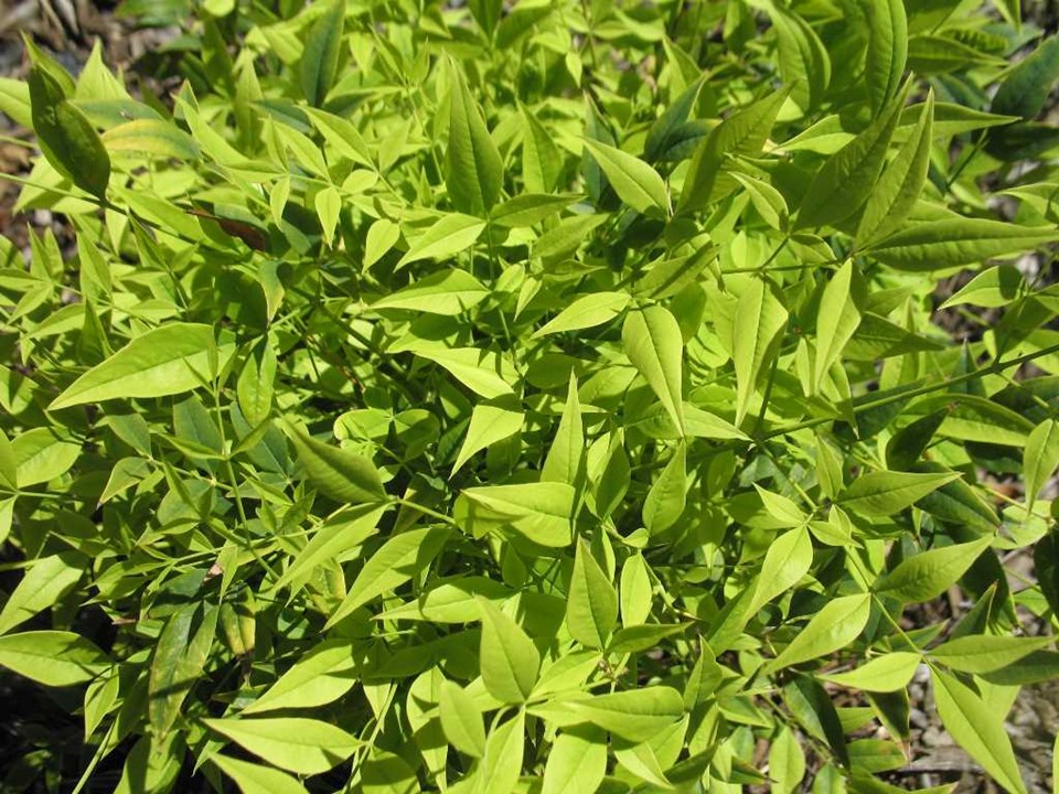 Heavenly bamboo (Nandina domestica 'Lemon-Lime') 1 heavenly bamboo (Nandina domestica 'Lemon-Lime')