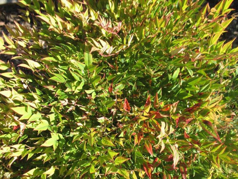 heavenly bamboo (Nandina domestica 'Moon Bay')