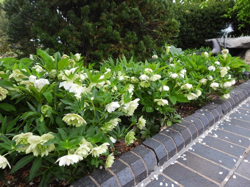 hellebore (Helleborus 'Confetti Cake')