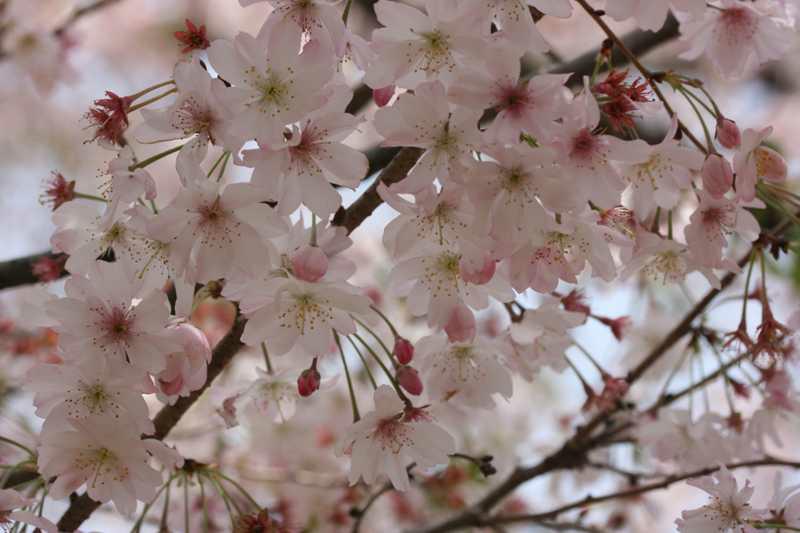 Higan Cherry (Prunus subhirtella 'Autumnalis') 1 higan cherry (Prunus subhirtella 'Autumnalis')