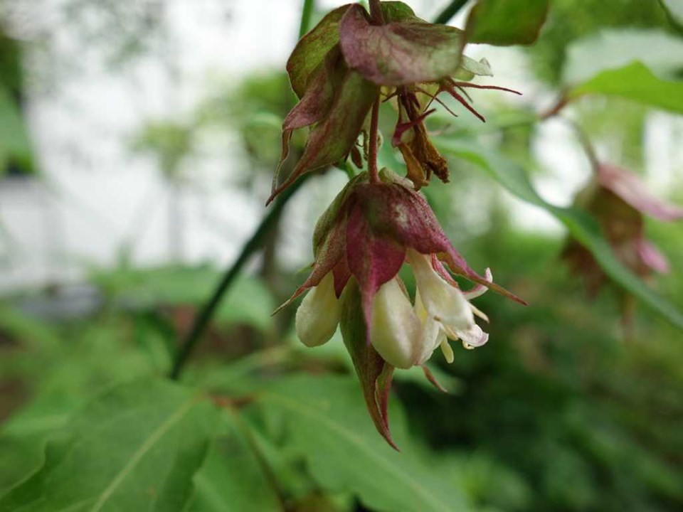 Himalayan honeysuckle (Leycesteria formosa) 1 Himalayan honeysuckle (Leycesteria formosa)
