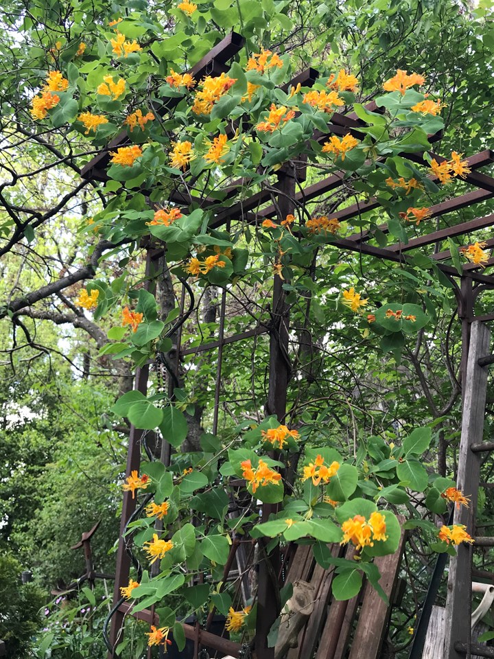 Honeysuckle (Lonicera Flava) 1 honeysuckle (Lonicera flava)