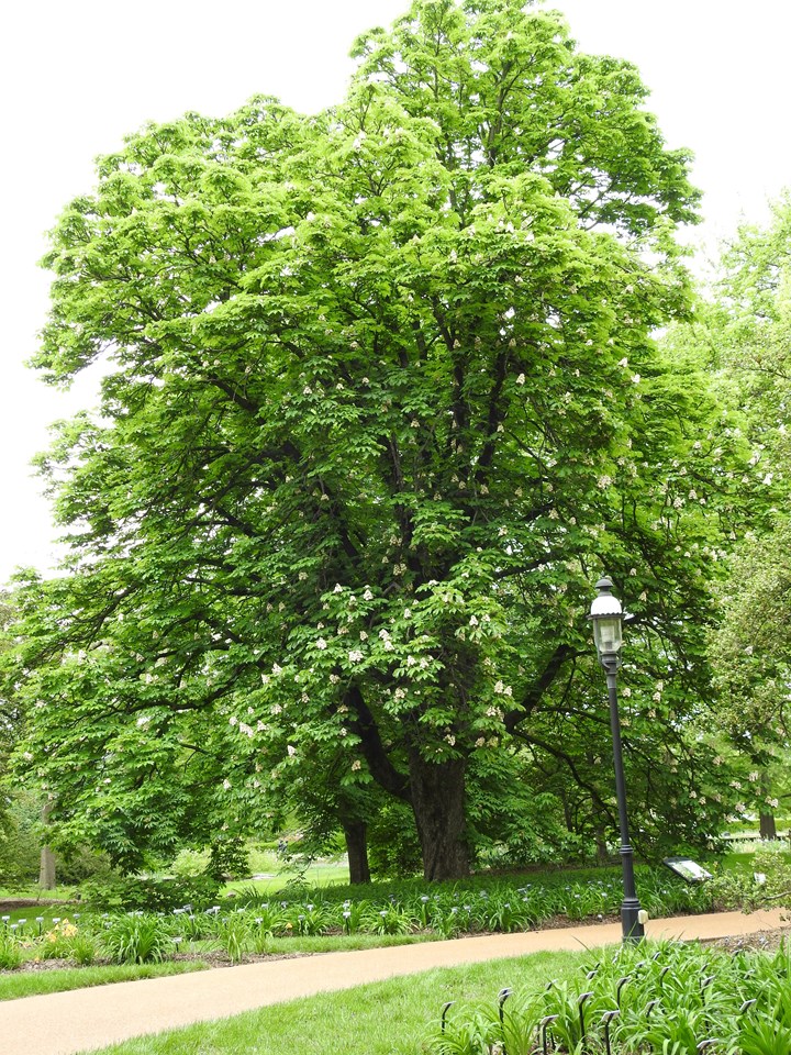 Horse chestnut (Aesculus hippocastanum 'Baumannii') 1 horse chestnut (Aesculus hippocastanum 'Baumannii')