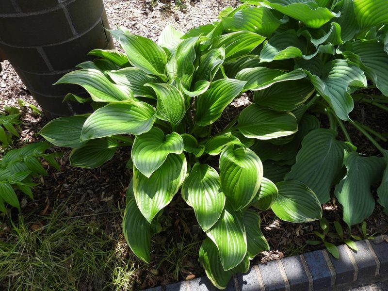 hosta (Hosta 'Fragrant Fire')