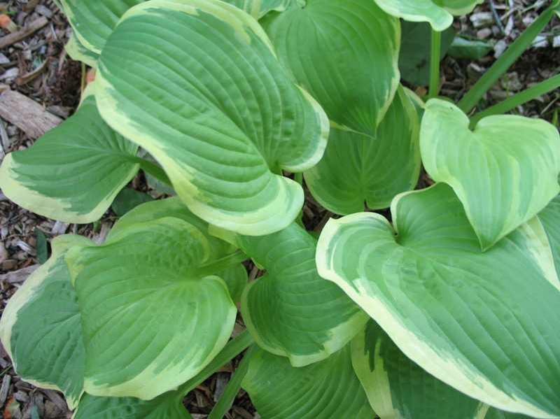 Hosta (Hosta 'Shade Fanfare') 1 hosta (Hosta 'Shade Fanfare')