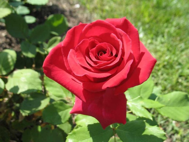 hybrid tea rose (Rosa 'Jacopper' VETERANS' HONOR)