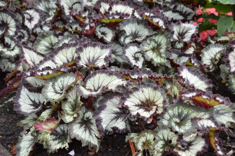 hybrid tuberous begonia (Begonia × tuberhybrida 'Jurassic Silver Swirl')