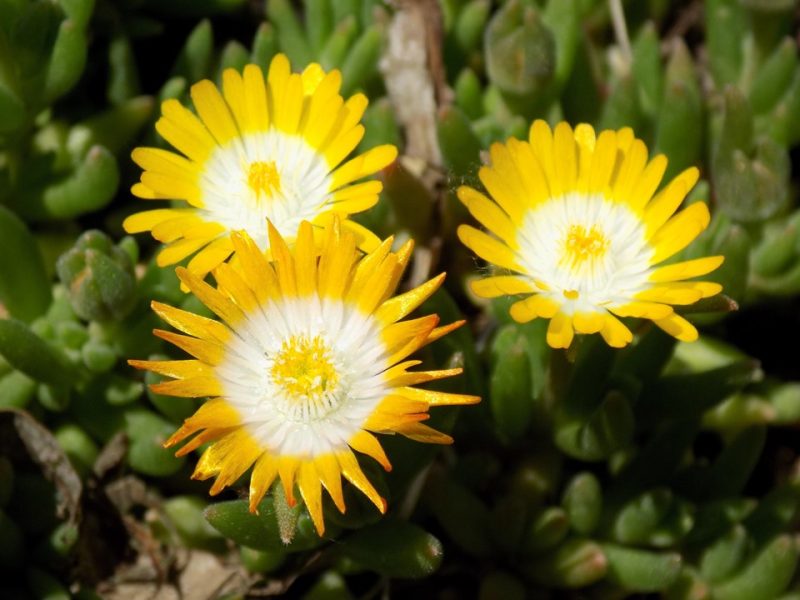ice plant (Delosperma cooperi 'Jewel of Desert Peridot')