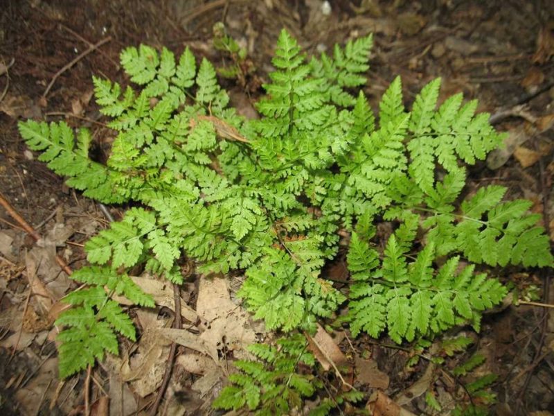 intermediate wood fern (Dryopteris intermedia)