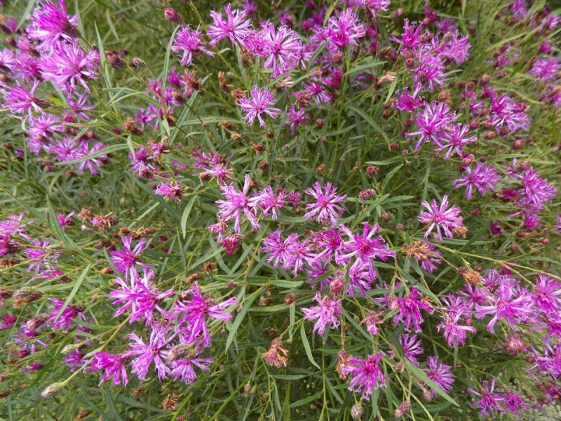 ironweed (Vernonia 'Southern Cross')