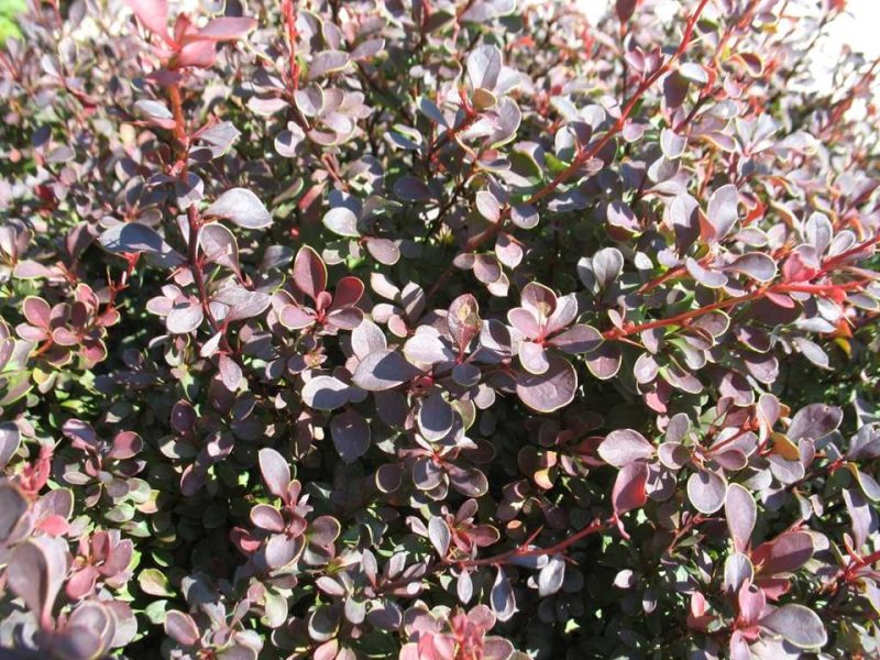 Japanese barberry (Berberis thunbergii f. atropurpurea 'Gentry' ROYAL BURGUNDY)