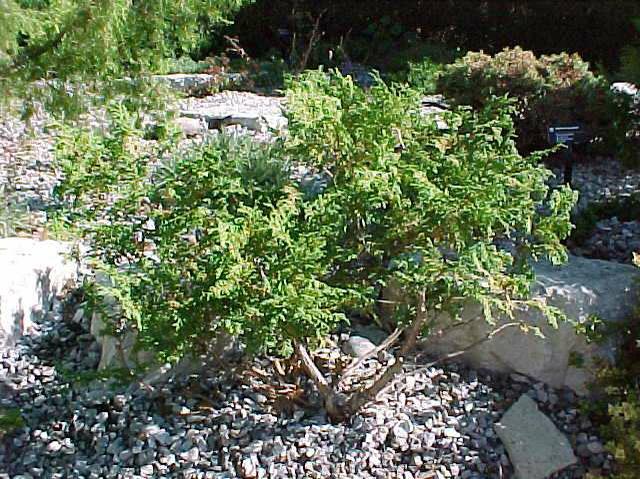 Japanese Falsecypress (Chamaecyparis Pisifera 'Golden Pincushion') 1 Japanese falsecypress (Chamaecyparis pisifera 'Golden Pincushion')