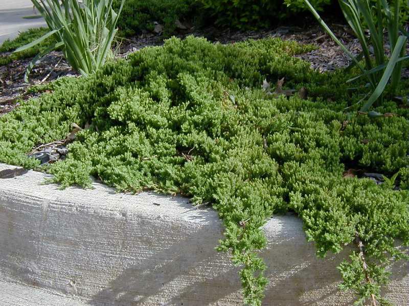 Japanese garden juniper (Juniperus procumbens) 1 Japanese garden juniper (Juniperus procumbens)