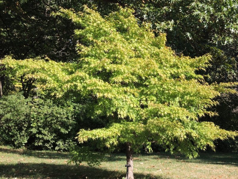 Japanese maple (Acer palmatum 'Nishiki Gawa')
