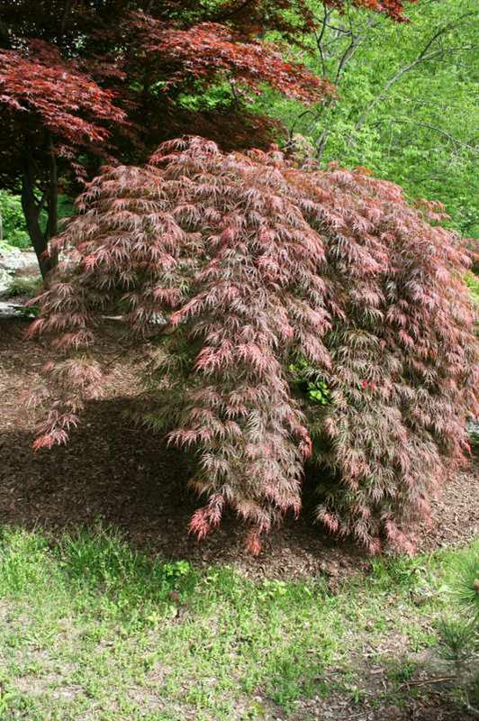 Japanese maple (Acer palmatum var. dissectum 'Inaba-shidare') 1 Japanese maple (Acer palmatum var. dissectum 'Inaba-shidare')