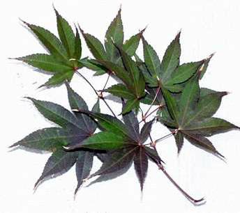 Japanese maple (Acer palmatum) 1 Japanese maple (Acer palmatum)