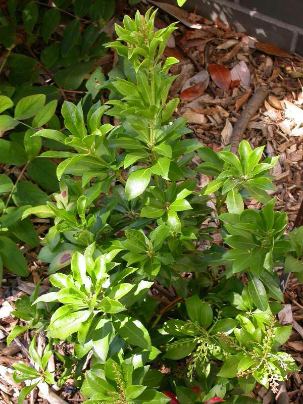 Japanese pieris (Pieris japonica 'Valley Valentine') 1 Japanese pieris (Pieris japonica 'Valley Valentine')