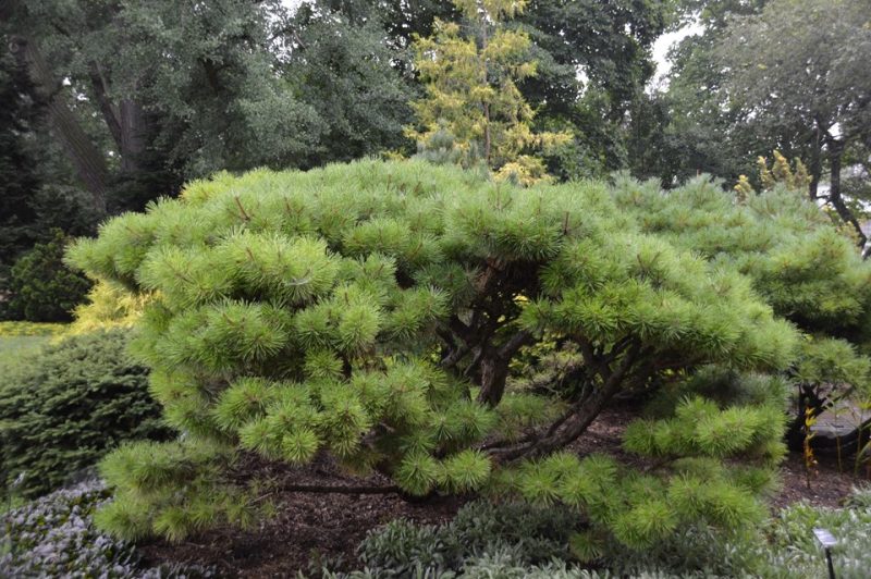 Japanese red pine (Pinus densiflora 'Jane Kluis')