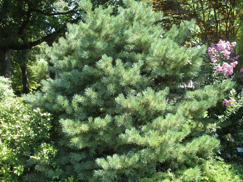 Japanese Red Pine (Pinus Densiflora 'Low Glow') 1 Japanese red pine (Pinus densiflora 'Low Glow')