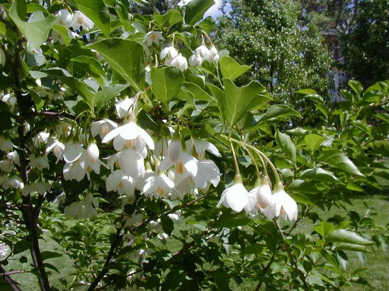 Japanese Snowbell (Styrax Japonicus) 1 Japanese snowbell (Styrax japonicus)