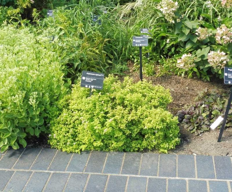 Japanese spirea (Spiraea japonica 'Golden Elf')