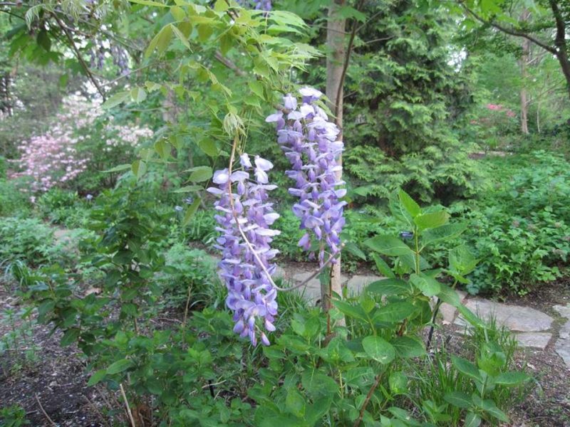 Japanese wisteria (Wisteria floribunda 'Texas Purple')