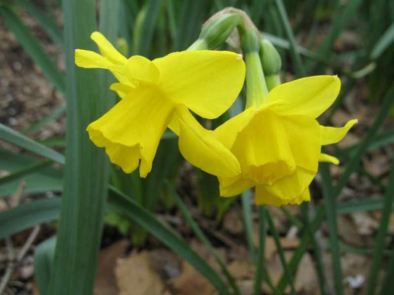 Jonquilla daffodil (Narcissus 'Quail') 1 jonquilla daffodil (Narcissus 'Quail')