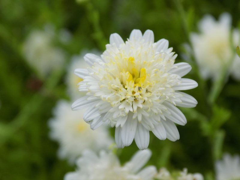 kalimeris (Kalimeris pinnatifida 'Hortensis')