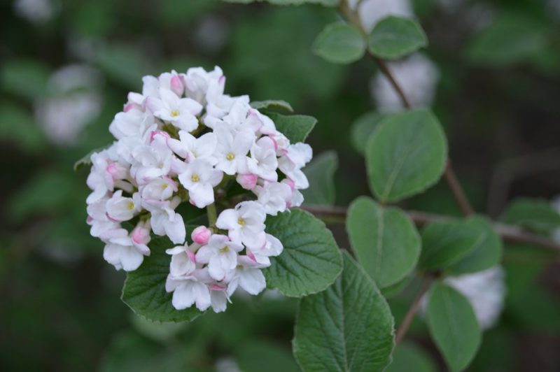 Koreanspice viburnum (Viburnum carlesii 'Compactum')