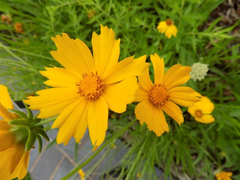 lanceleaf coreopsis (Coreopsis lanceolata)