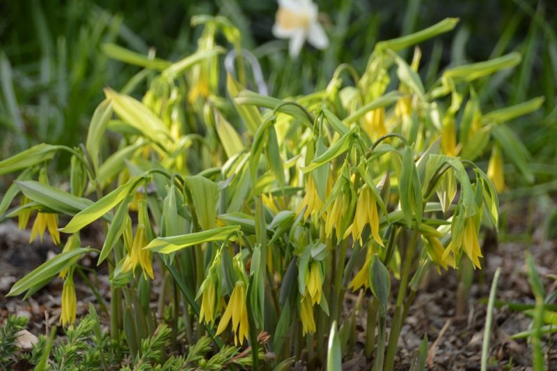 large-flowered bellwort (Uvularia grandiflora)