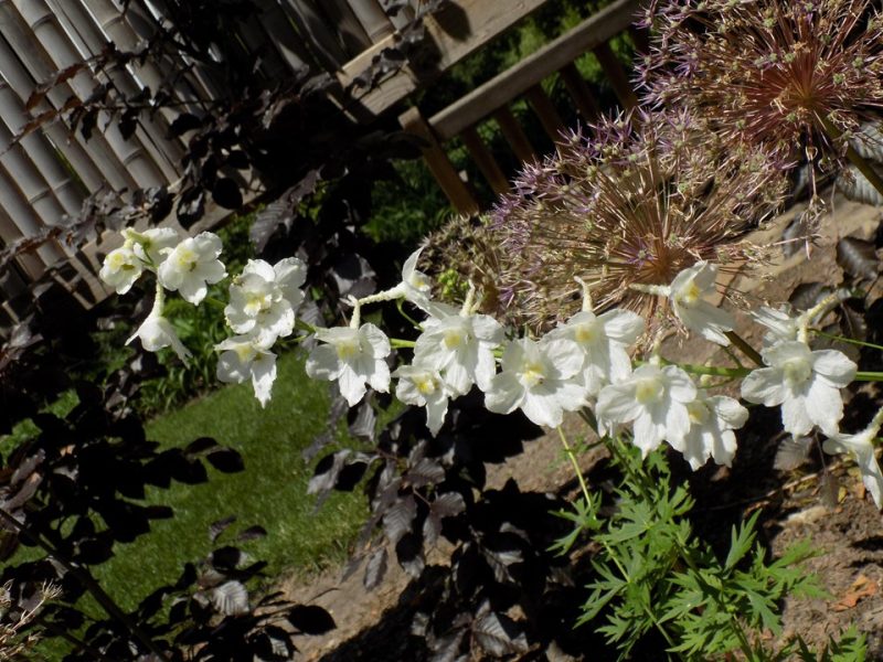 larkspur (Delphinium (Belladonna Group) 'Casablanca')