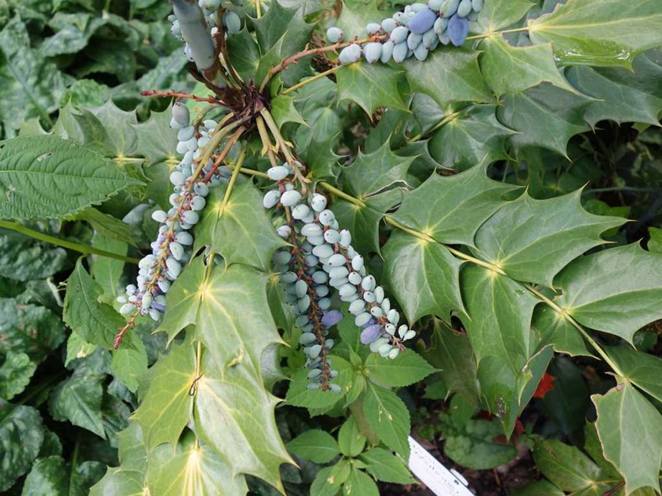 Leatherleaf mahonia (Mahonia bealei) 1 leatherleaf mahonia (Mahonia bealei)
