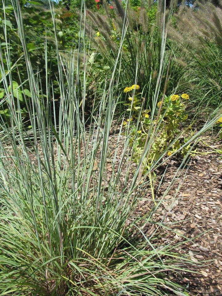 Little bluestem (Schizachyrium scoparium 'Jazz') 1 little bluestem (Schizachyrium scoparium 'Jazz')